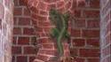 Peinture caméléon