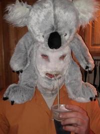Un déguisement de koala