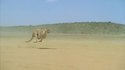 Un guépard