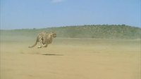 Un guépard