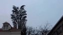 Murmuration en devenir