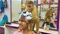 Un singe qui masse une tête
