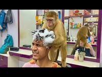 Un singe qui masse une tête