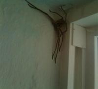 Araignée au plafond 2