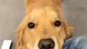 Juste un bon chien-chien
