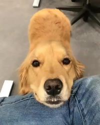Juste un bon chien-chien
