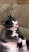 Compilation dodo 