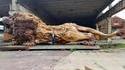 Le roi des sculptures en bois 
