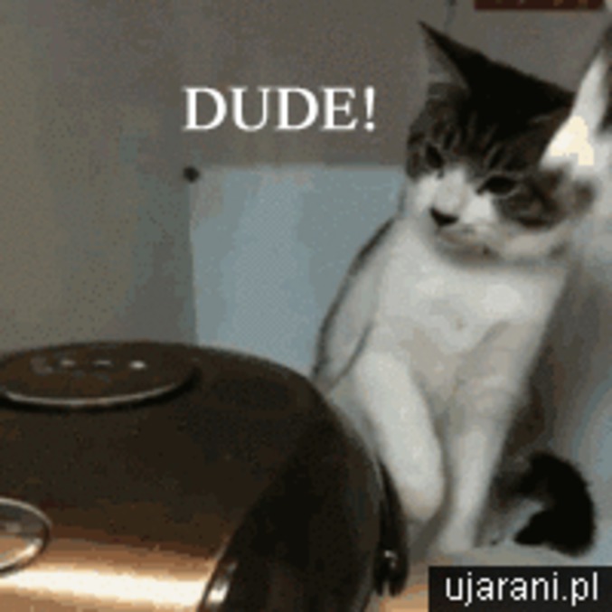 Dude !