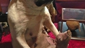 Taxidermie WTF