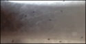 Piège à insectes
