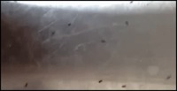 Piège à insectes