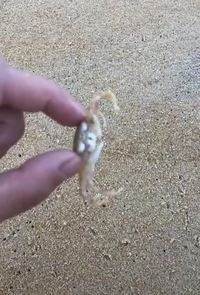 Beep beep s'est ré-incarné