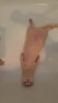 Un furet détendu