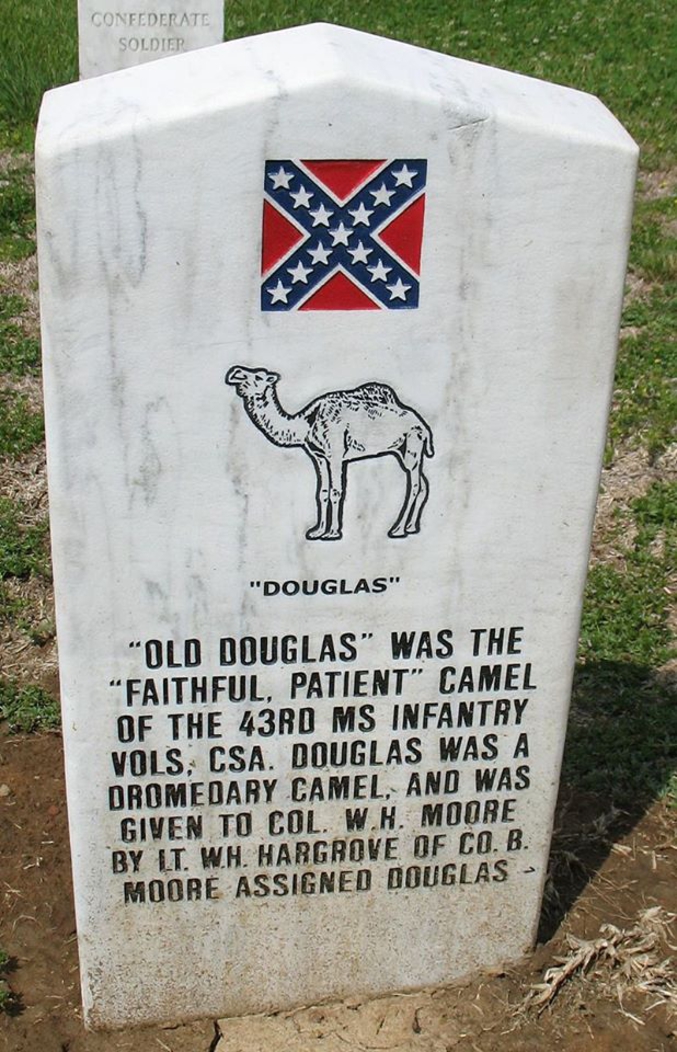 Douglas est un chameau qui a servi dans l'armée confédérée pendant la guerre de Sécession. Il était impossible à tenir attaché à un point fixe et arrivait tout le temps à se libérer de ses liens. Mais, plutôt sympa, il restait dans les environs et animait la vie des troupiers. Il avait une haine féroce envers les chevaux, à tel point qu'il en tua deux.

Il fut tué par un sniper de l'Union. Les confédérés vengèrent sa mort et honorèrent sa mémoire.