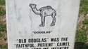 Douglas le chameau
