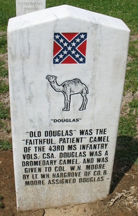 Douglas le chameau