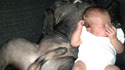 Le chien et le bébé