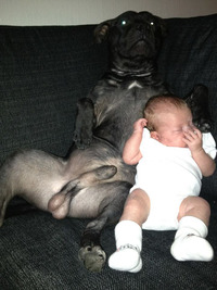Le chien et le bébé