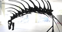 Bajadasaurus pronuspinax