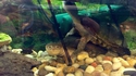 Deux tortues