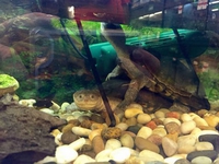Deux tortues