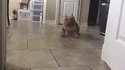 C'est qui le bon chien ? C'est qui ?