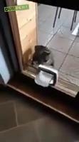 Un chat tente de rentrer