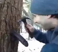 Pendant ce temps, en pleine forêt...