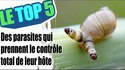 Les parasites qui changent leurs hôtes en zombies