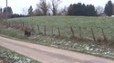 La chasse au poney