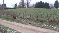 La chasse au poney