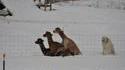 3 alpagas et 1 chien