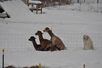 3 alpagas et 1 chien