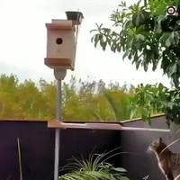 Les chats et les oiseaux 