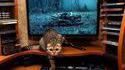 The Cat