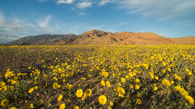 Dans l’ouest des Etats-Unis, la désertique Death Valley s’est couverte de fleurs. Ce phénomène, rarement observé avec une telle ampleur, est lié aux précipitations record du mois d'octobre dernier (8 cm alors qu'il tombe habituellement à peine 5 cm par an). Ce phénomène de superfloraison, en partie lié à El Niño, arrive en moyenne tous les dix ans mais, cette année, il est particulièrement important.