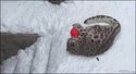 Panthère des neiges + neige