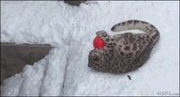Panthère des neiges + neige