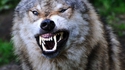 Kan un loup te fait un clin d'oeil