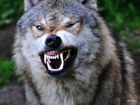 Kan un loup te fait un clin d'oeil