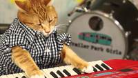 Keyboard Cat joue 96 Tears