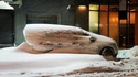 Winter designer