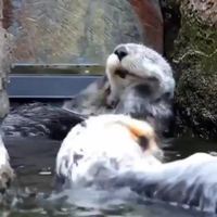 Petite toilette du matin