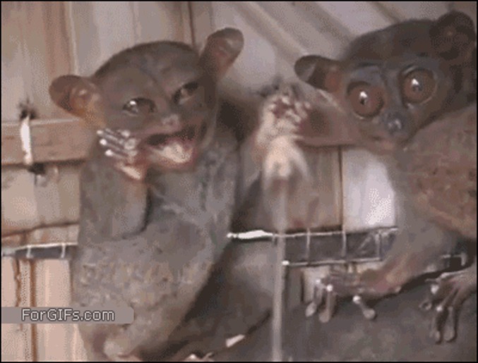 La petite peur du Tarsier