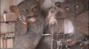 La petite peur du Tarsier