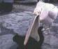 Pelican Vs bbc