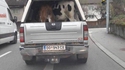 Quand tu promènes tes vaches