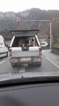 Quand tu promènes tes vaches