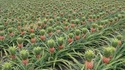 Aviez-vous déjà vu un plant d'ananas ?